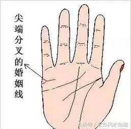 婚姻线中段分叉:揭示命运还是巧合?(揭秘、案例分析、解读、趋势、应对)