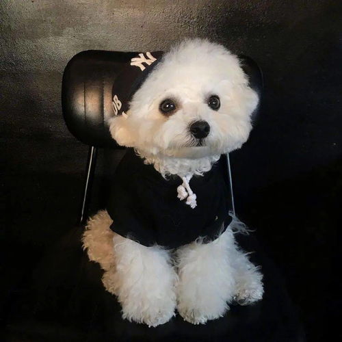 可爱情头另一半是狗？揭秘宠物与情侣头像搭配的心理学奥秘