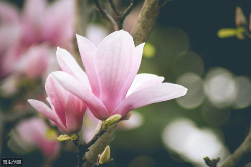 《十二生肖中的易受伤者：揭秘易受伤害的生肖女爱情困境》