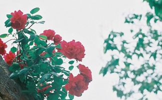 依赖成瘾？揭秘在爱情里最依赖另一半的星座