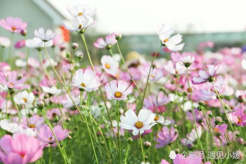 小雏菊在婚姻里的秘密：如何用一束花守护爱情？