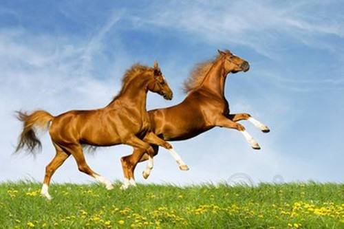 婚后花心：属马的男人为何难改？如何应对小三入侵？