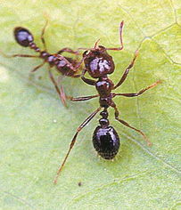 单身女性梦境解析：蚂蚁上头，究竟暗示了什么？