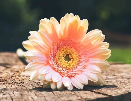 婚姻里的资源整合：如何让爱情与生活双赢？