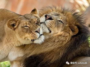 狮子男遭遇情变：揭秘狮子座的分手心理战