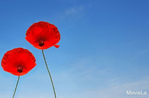 《感情变淡的征兆：如何洞察伴侣情感的微妙变化？》