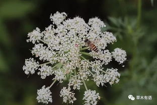 套路直播女王扶桑：揭秘直播带货的“潜规则”与未来趋势