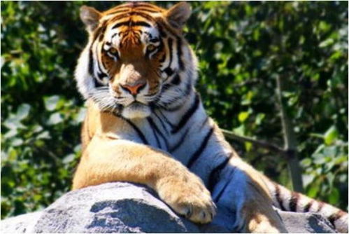 生肖虎的另一半：揭秘爱情中的“守护者”特质