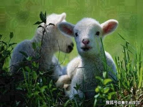 属鼠男性对小三的情感投入：揭秘婚外情的心理动机