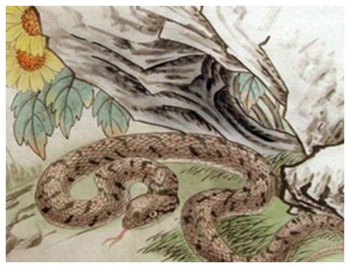 属蛇女生：面对背叛，她们能容忍到何种程度？